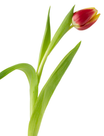 single image