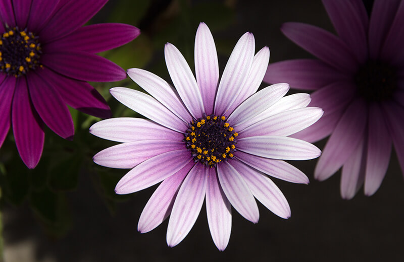 blog img